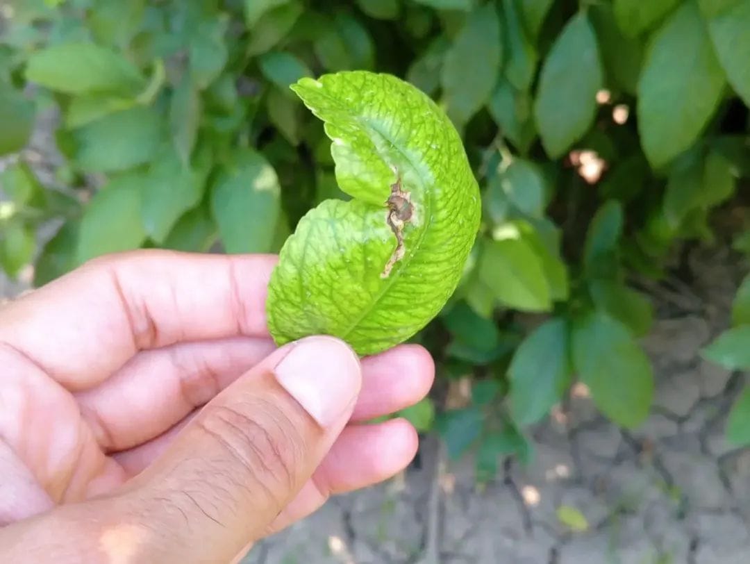 Dalaman'da Zeytin ve Limon Bahçelerinde Saha Denetimleri Sürüyor